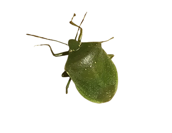 Nezara viridula
