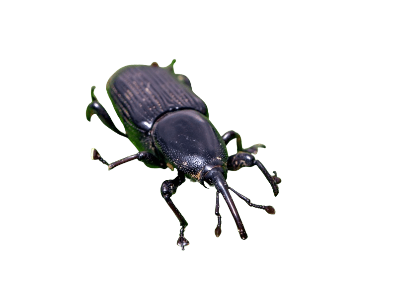 Cosmopolites Sordidus