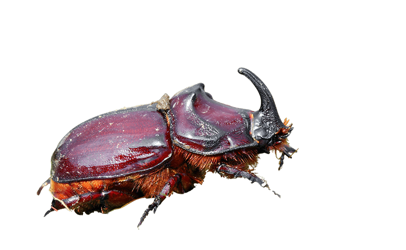 Orycte sp