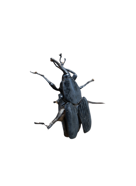 Rhynchophorus palmarum