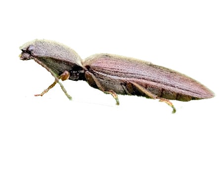 Agriote sp