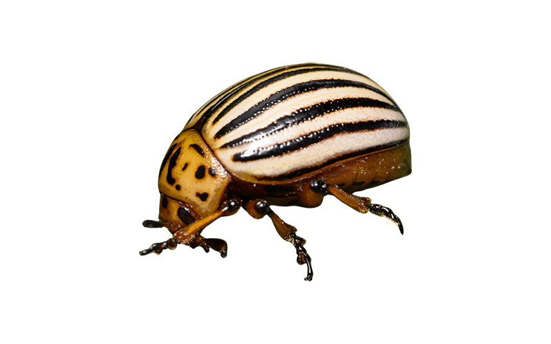 Leptinotarsa decemlineata
