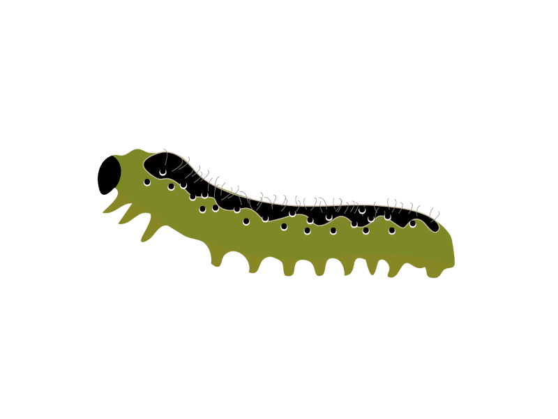 Cydalima perspectalis