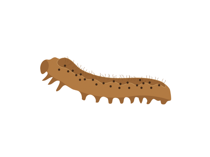 Helicoverpa armigera