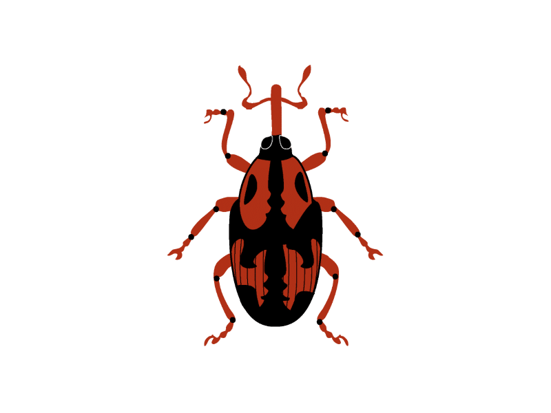 Rhynchophorus Cruentatus