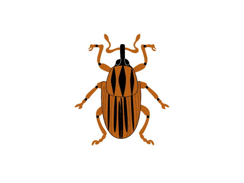 Rhynchophorus phoenicis