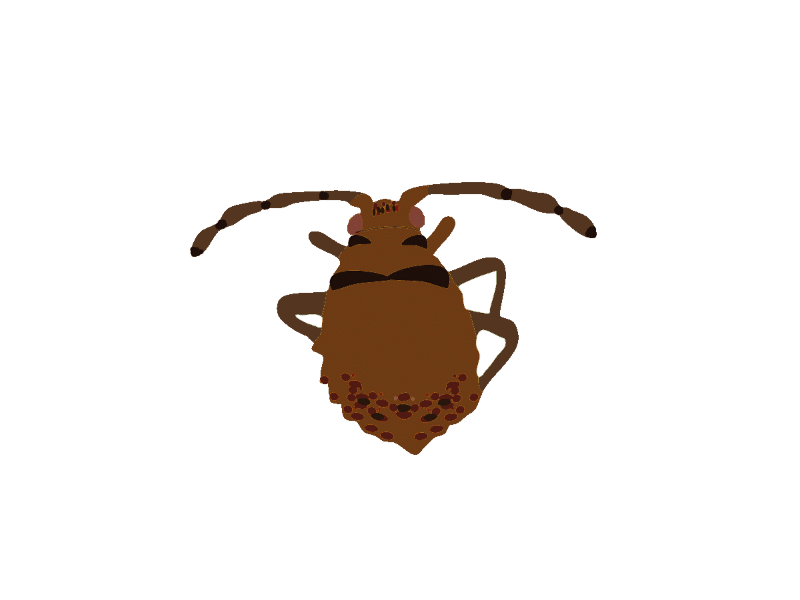 Sahlbergella singularis
