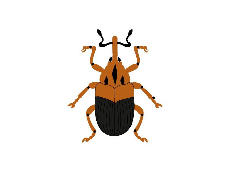 Metamasius hemipterus