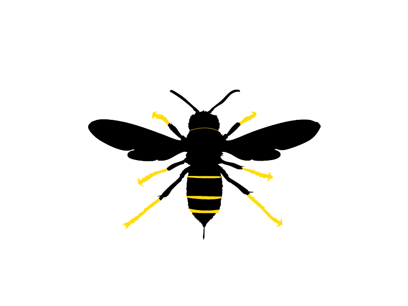 Vespa velutina